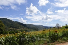 sunflower field on the mountain 이미지 (503250826) - 게티이미지뱅크 sunflower field on the mountain