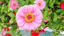 Pink zinnia in the garden 이미지 (504101226) - 게티이미지뱅크 Pink zinnia in the garden