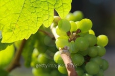 White wine grapes in vineyard on a sunny day 14 이미지 (504251496) - 게티이미지뱅크 White wine grapes in vineyard on a sunny... 