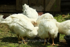 hens eat on the poultry farm 이미지 (504195142) - 게티이미지뱅크 hens eat on the poultry farm