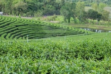 Tea Plantations 이미지 (503716794) - 게티이미지뱅크 Tea Plantations