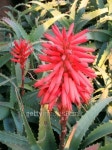inflorescence of agave 이미지 (509660158) - 게티이미지뱅크 inflorescence of agave