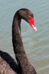 Black Swan in the pond 이미지 (504272880) - 게티이미지뱅크 Black Swan in the pond