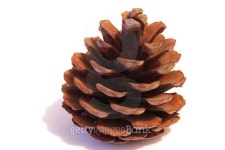 cedar pine cone 이미지 (509724044) - 게티이미지뱅크 cedar pine cone