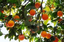 Organic oranges on the orange tree 이미지 (509791072) - 게티이미지뱅크 Organic oranges on the orange tree
