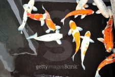 Koi fish 이미지 (509810482) - 게티이미지뱅크 Koi fish