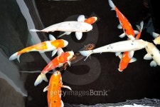 Koi fish 이미지 (509810522) - 게티이미지뱅크 Koi fish