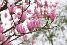 magnolia tree blossom 이미지 (509717928) - 게티이미지뱅크 magnolia tree blossom