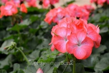 flower. 이미지 (504120038) - 게티이미지뱅크 flower.