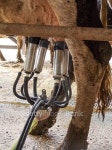 Milking cow in a farm 이미지 (510017978) - 게티이미지뱅크 Milking cow in a farm