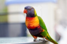 Rainbow Lorikeet 이미지 (512508950) - 게티이미지뱅크 Rainbow Lorikeet