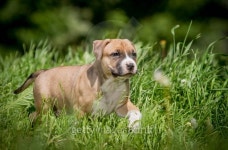Puppy American Staffordshire Terrier 이미지 (512151486) - 게티이미지뱅크 Puppy American Staffordshire Terrier