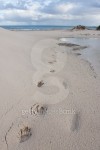 Baboon footprints on a dune at Bettys Bay South Africa 이미지 (505465086) - 게티이미지뱅크 Baboon footprints on a dune at... 