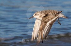 sanderling (Calidris alba) flying 이미지 (503976980) - 게티이미지뱅크 sanderling (Calidris alba) flying