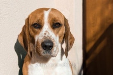 Cute beagle with sad eyes, adoption rescue concept 이미지 (510073168) - 게티이미지뱅크 Cute beagle with sad eyes, adoption... 