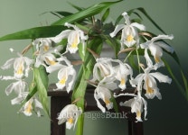 Flowers of Coelogyne cristata orchid 이미지 (509866946) - 게티이미지뱅크 Flowers of Coelogyne cristata orchid