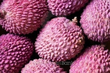 리치 픽쳐스(Lychee Pictures) | Lychee fruit, closeup (litchi, liechee, or lichee) 이미지... 게티이미지뱅크 Lychee fruit, closeup (litchi, liechee, or lichee)