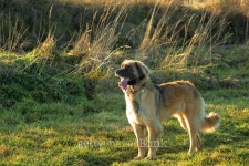 purebred Leonberger dog outdoors 이미지 (503531588) - 게티이미지뱅크 purebred Leonberger dog outdoors