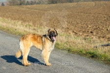 purebred Leonberger dog outdoors 이미지 (503275276) - 게티이미지뱅크 purebred Leonberger dog outdoors