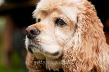 Cocker Spaniel 이미지 (503759154) - 게티이미지뱅크 Cocker Spaniel