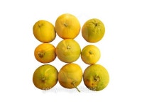 oranges on white background 이미지 (509733912) - 게티이미지뱅크 oranges on white background