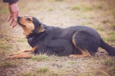Dog trust and faith 이미지 (509689104) - 게티이미지뱅크 Dog trust and faith