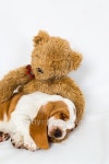 Teddy bear comforts sleeping puppy 이미지 (513735478) - 게티이미지뱅크 Teddy bear comforts sleeping puppy