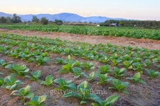 Tobacco plantation 이미지 (509676154) - 게티이미지뱅크 Tobacco plantation