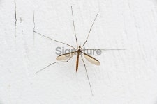 Crane Fly on White Wall 이미지 (506556968) - 게티이미지뱅크 Crane Fly on White Wall