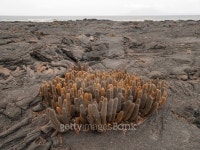 Cactus Bunch 이미지 (503238068) - 게티이미지뱅크 Cactus Bunch