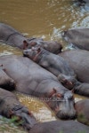 Hippopotamus in river 이미지 (86802067) - 게티이미지뱅크 Hippopotamus in river
