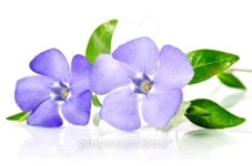 Beautiful blue flower periwinkle isolated on white background... Beautiful blue flower periwinkle isolated on white background