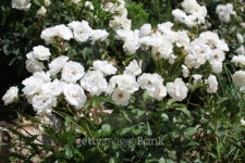 White Rose Bush 이미지 (482134481) - 게티이미지뱅크 White Rose Bush