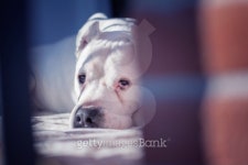 Dogo Argentino orizzontal portrait 이미지 (498126895) - 게티이미지뱅크 Dogo Argentino orizzontal portrait