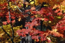 Red Autumn foliage 이미지 (92824546) - 게티이미지뱅크 Red Autumn foliage