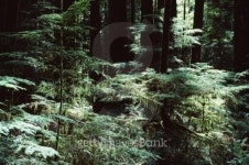 Thicket in wooded forest 이미지 (92826716) - 게티이미지뱅크 Thicket in wooded forest