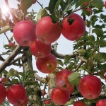 		농협몰 봉화미담 경북사과 10kg 33~39과(중상~중크기) 