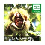 		농협몰 박사골 무농약 알밤 (대), 4kg