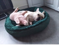 켄넬 매체 작은 개집 애완 동물 둥지 방법 황금 마오 바 테디 고양이 침대 사계 유니버설 빨