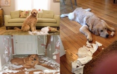 [노트펫][청담우리병원의 생생진료기] ‘무슨 말이니?’ 개·고양이 행동의 의미 - 아시아투데이 [노트펫][청담우리병원의 생생진료기] ‘무슨... 