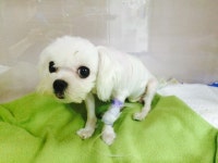 [노트펫][청담우리병원의 생생진료기] 강아지 제왕절개 수술 - 아시아투데이 [노트펫][청담우리병원의 생생진료기] 강아지 제왕절개 수술