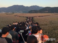 순천만 갈대축제 성황…9만여명 방문 - 아시아투데이순천만 갈대축제 성황…9만여명 방문