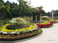 서구 연희공원, 시민과 함께하는 ‘2018 인천 국화꽃 축제’ 개최 - 아시아투데이 서구 연희공원, 시민과 함께하는 ‘2018 인천 국화꽃 축제’... 