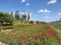 상주시, 중덕지 자연생태공원 꽃양귀비 만개 - 아시아투데이 상주시, 중덕지 자연생태공원 꽃양귀비 만개