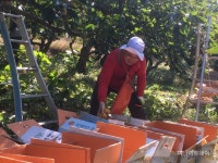NH농협창녕군지부, 과수농가 단감수확 일손돕기 구슬땀 - 아시아투데이 NH농협창녕군지부, 과수농가 단감수확 일손돕기 구슬땀