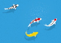 일본 비단잉어 외국서 인기…한마리 수천만원 - 아시아투데이 일본 비단잉어 외국서 인기…한마리 수천만원