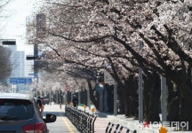 [포토]벚꽃 드라이브 스루 - 아시아투데이 [포토]벚꽃 드라이브 스루