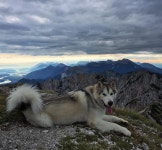 BEMIL 쉼터 - BEMIL 군사세계 여친의 개를 때려죽였습니다