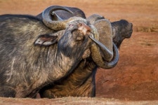 아프리카 물소의 뿔 엉킴  - 유용원의 군사세계