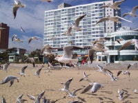 BEMIL 사진 자료실 - 유용원의 군사세계 부산 해운대의 명물--갈매기